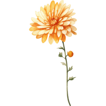 Chrysanthemum