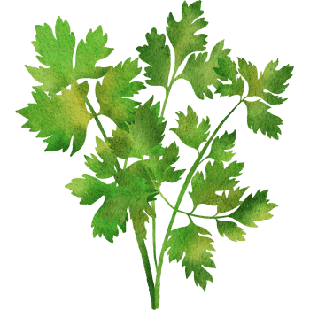 Cilantro-Learn Plants Names