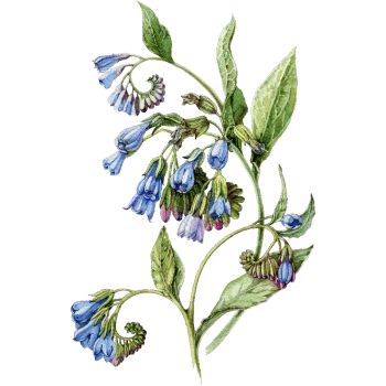 Comfrey-Learn Plants Names