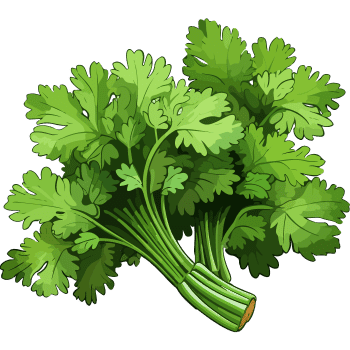 Coriander Plant