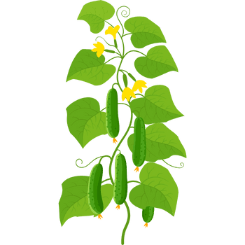 Cucumber