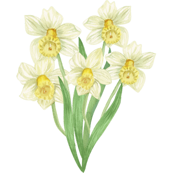 Daffodil