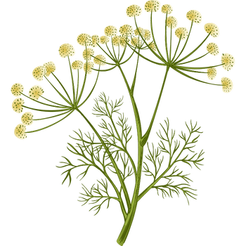 Dill