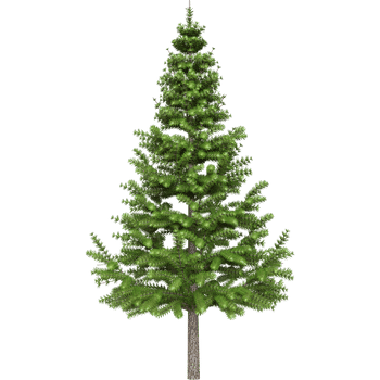 Douglas Fir