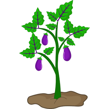 Eggplant