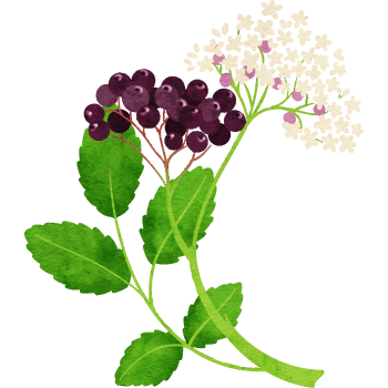 Elderberry