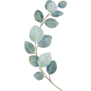 Eucalyptus