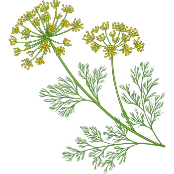 Fennel Plant