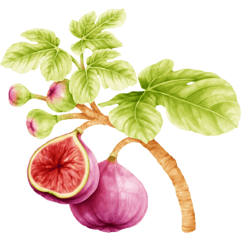 Fig