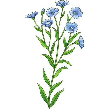 Flax Plant