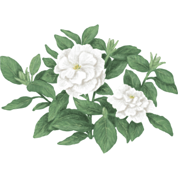 Gardenia