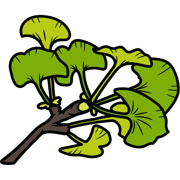 Ginkgo