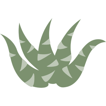 Haworthia