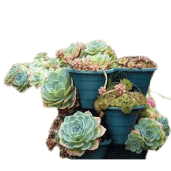 Hens and Chicks