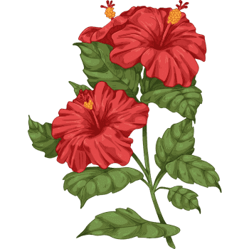 Hibiscus-Learn Plants Names