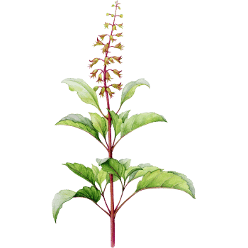 Holy Basil-Learn Plants Names
