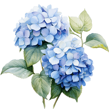 Hydrangea-Learn Plants Names
