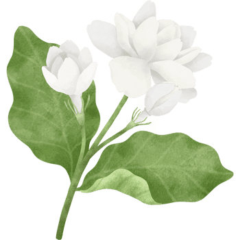 Jasmine-Learn Plants Names