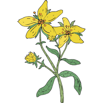 John's Wort