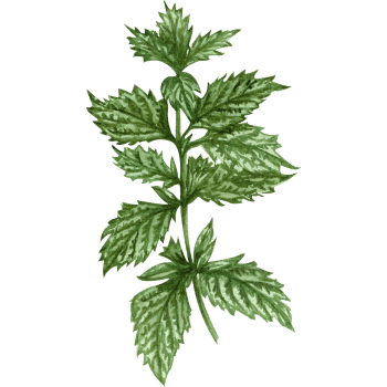 Lemon Balm