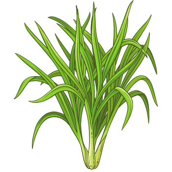 Lemon Grass-Learn Plants Names
