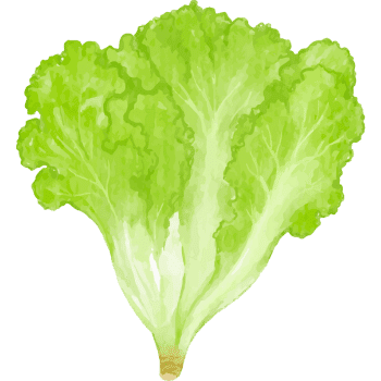 Lettuce