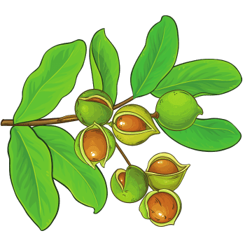 Macadamia Nut