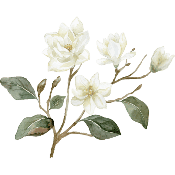 Magnolia
