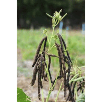 Mung Beans-Learn Plants Names