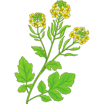 Mustard Plant