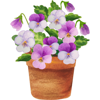 Pansy