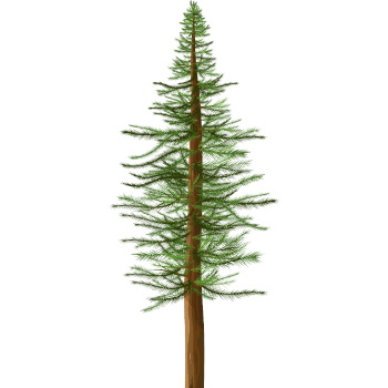 Pine