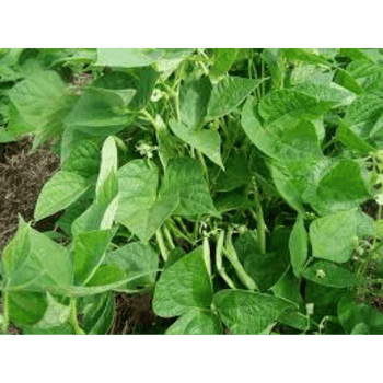 Pinto Beans-Learn Plants Names