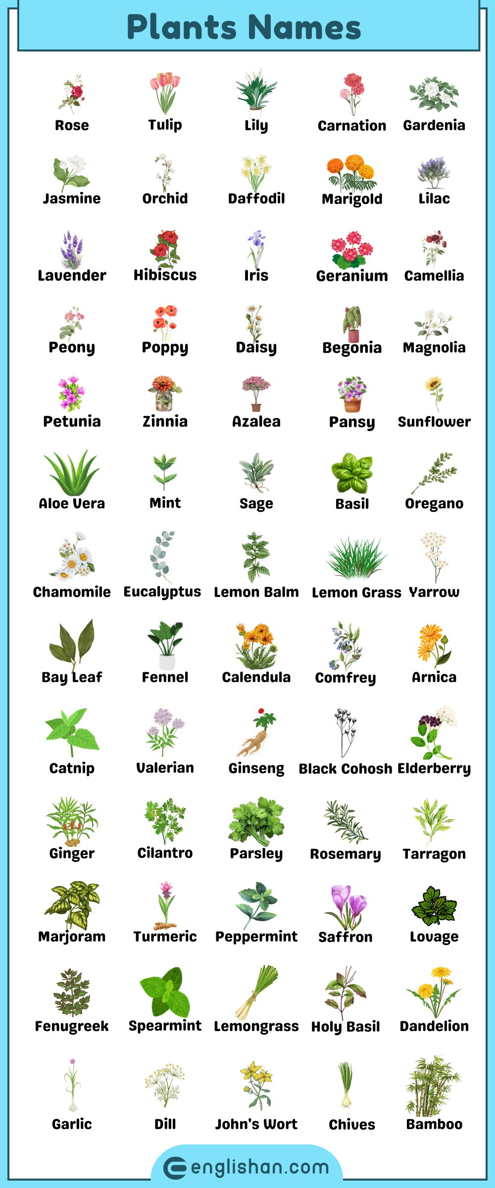 Plants Names infographics - Learn the names of all the plants with their pictures in one large picture