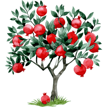 Pomegranate