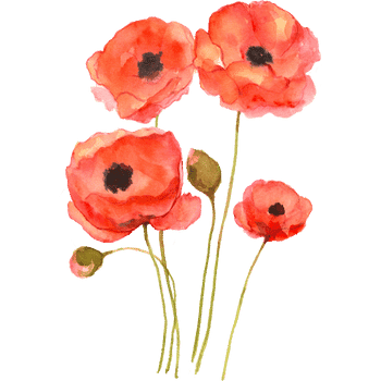 Poppy Plant