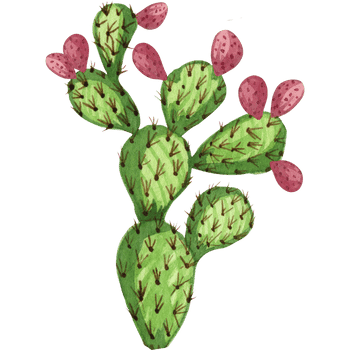 Prickly Pear Cactus