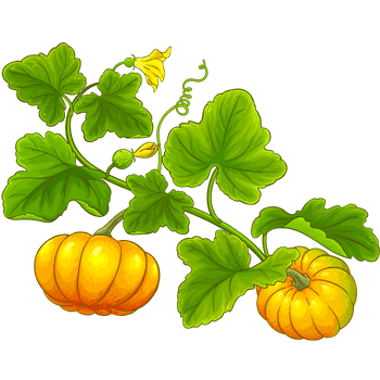 Pumpkin Plant