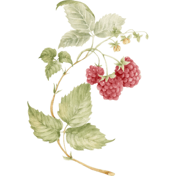 Raspberry