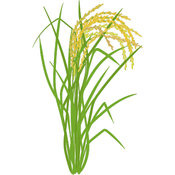 Rice-Learn Plants Names