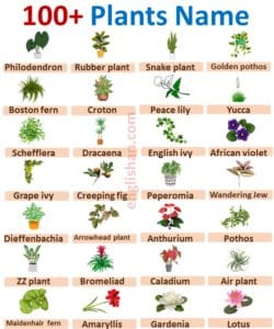 100 Plants Names in English with Pictures • Englishan