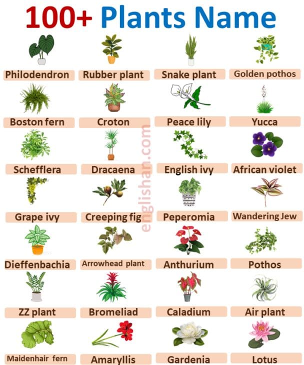 100 Plants Names in English with Pictures • Englishan