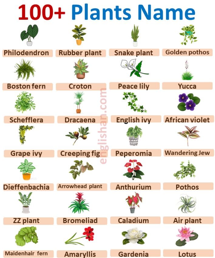 100 Plants Names In English With Pictures • Englishan 6228