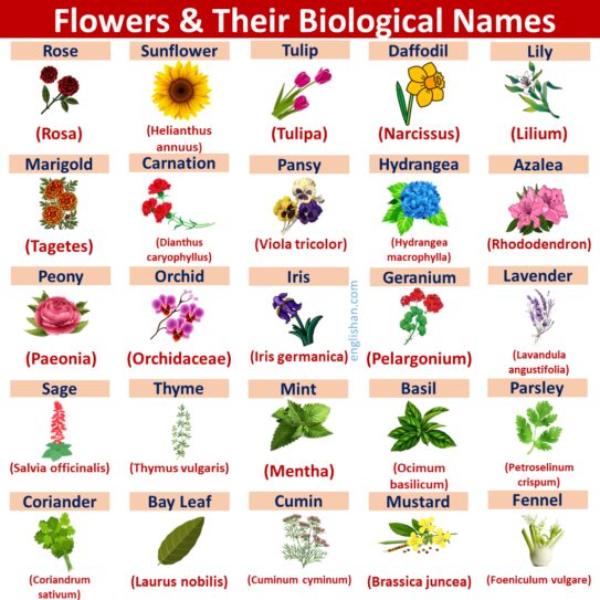 Flowers Scientific Names with English Names • Englishan