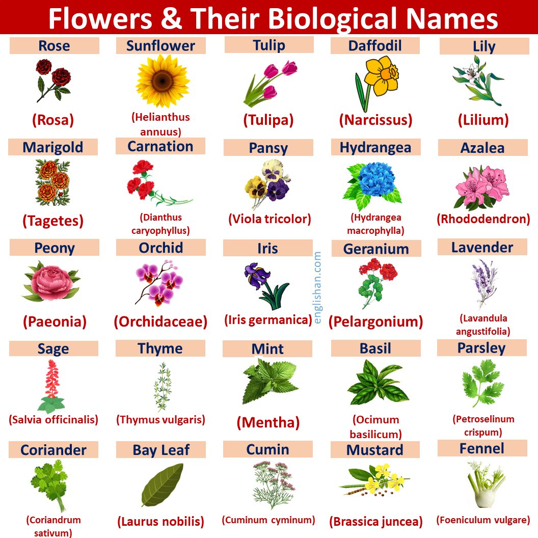 50 + Flower and their Biological Names 