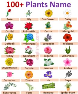 100 Plants Name in English with Pictures • Englishan