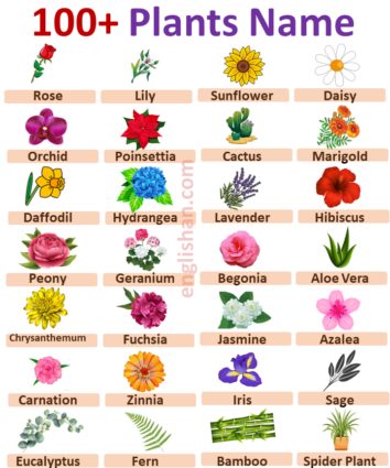 100 Plants Names in English with Pictures • Englishan