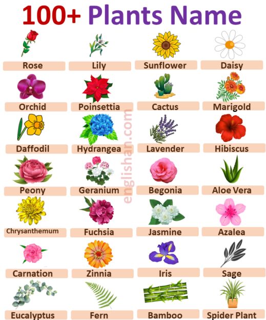 100 Plants Names in English with Pictures • Englishan