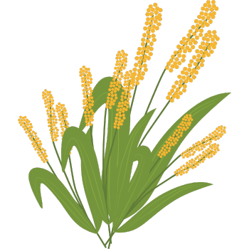 Sorghum