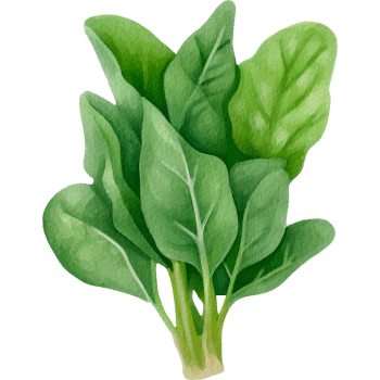 Spinach